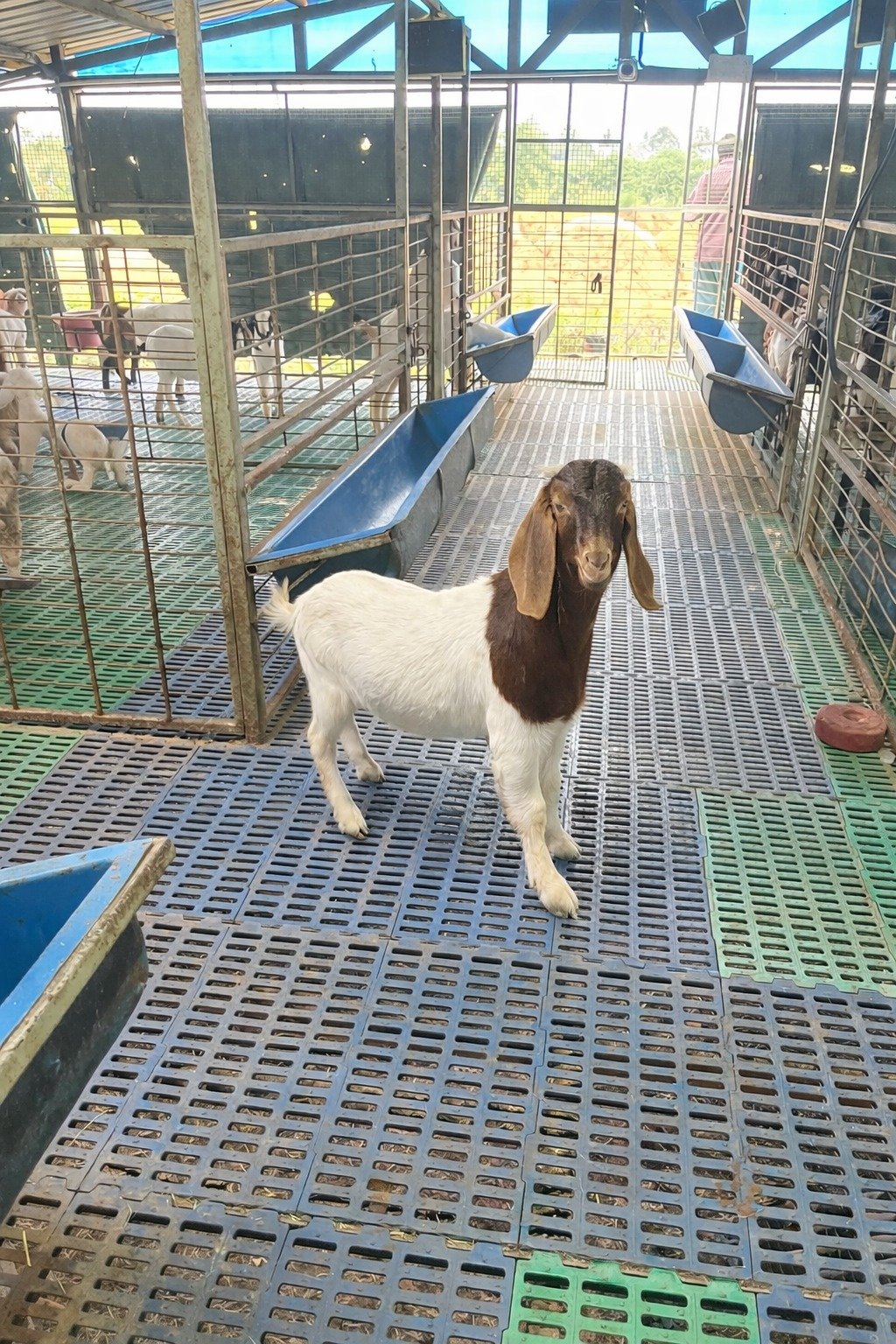 Premium South African Boer goat breed